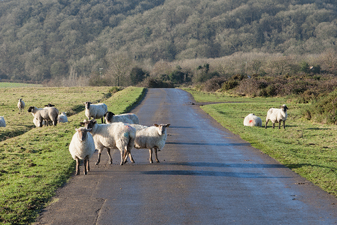 category vulnerable-road-users - What should you do when you're passing loose sheep on the road?